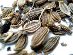 Common Dill Seeds